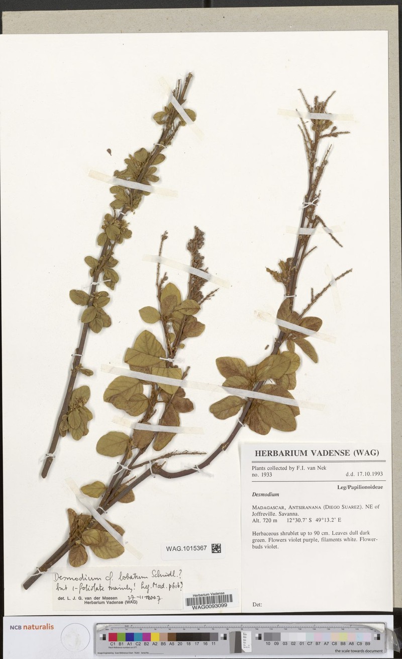 Pleurolobus lobatus