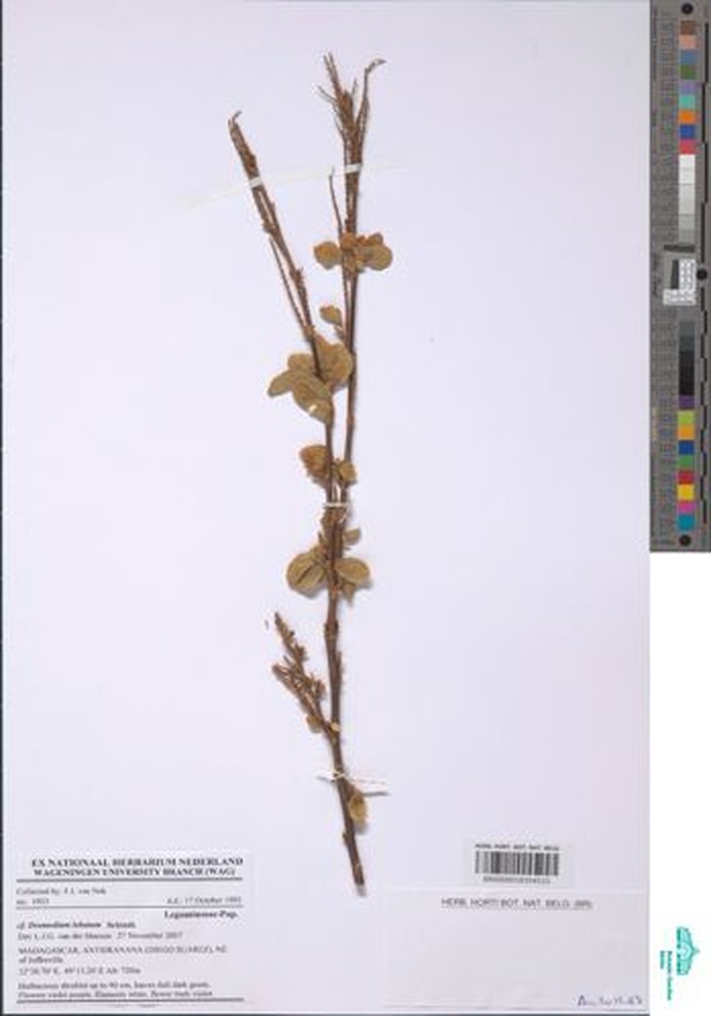 Pleurolobus lobatus photo 2