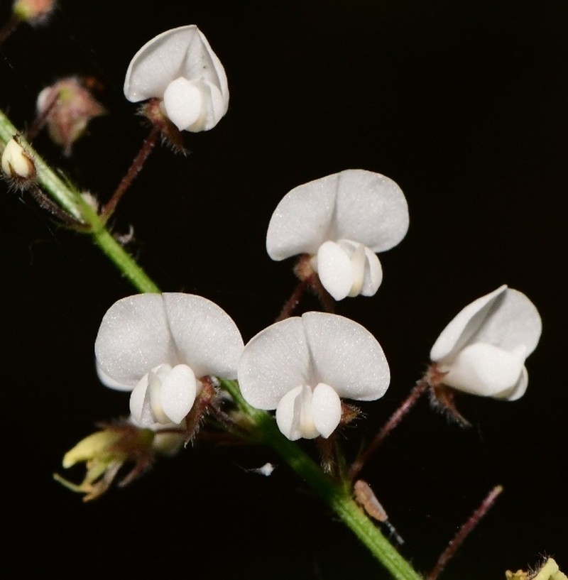 Pleurolobus pryonii