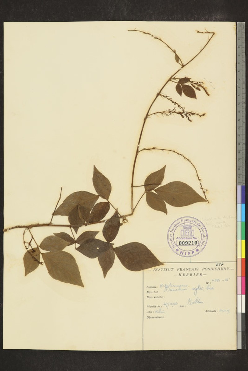 Pleurolobus pryonii photo 2