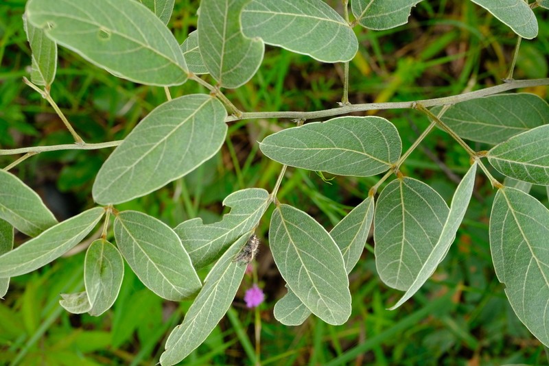 Pleurolobus tanganyikensis
