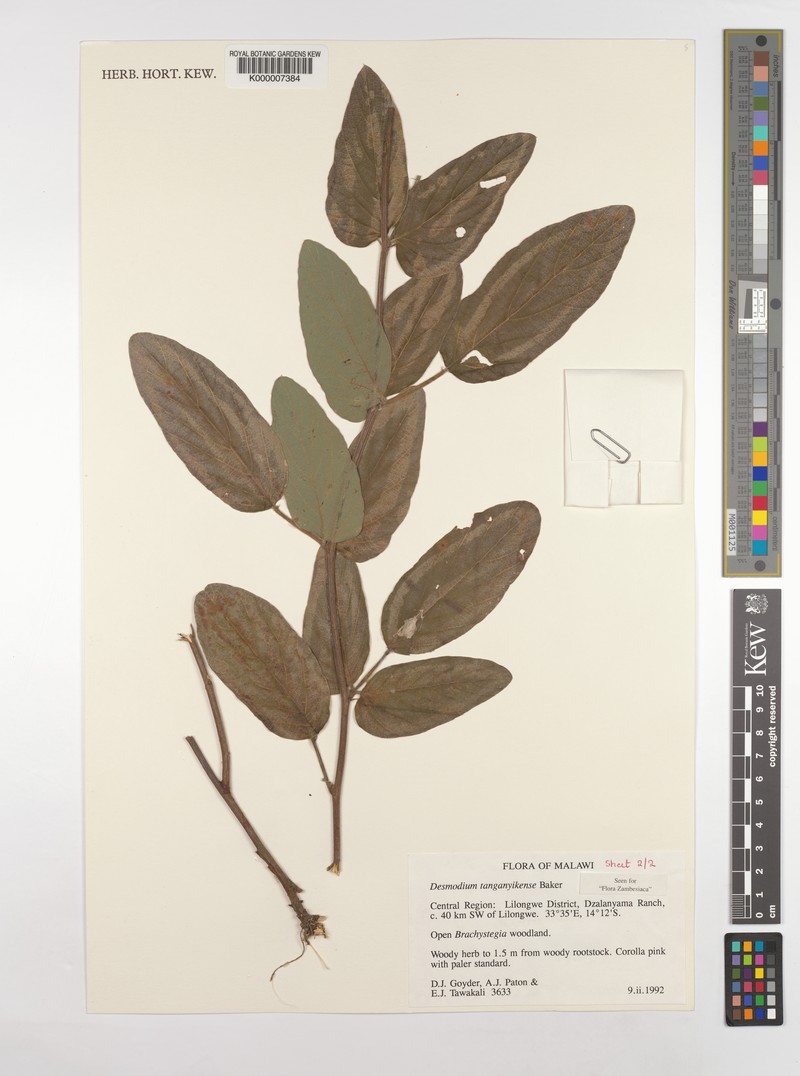 Pleurolobus tanganyikensis photo 3