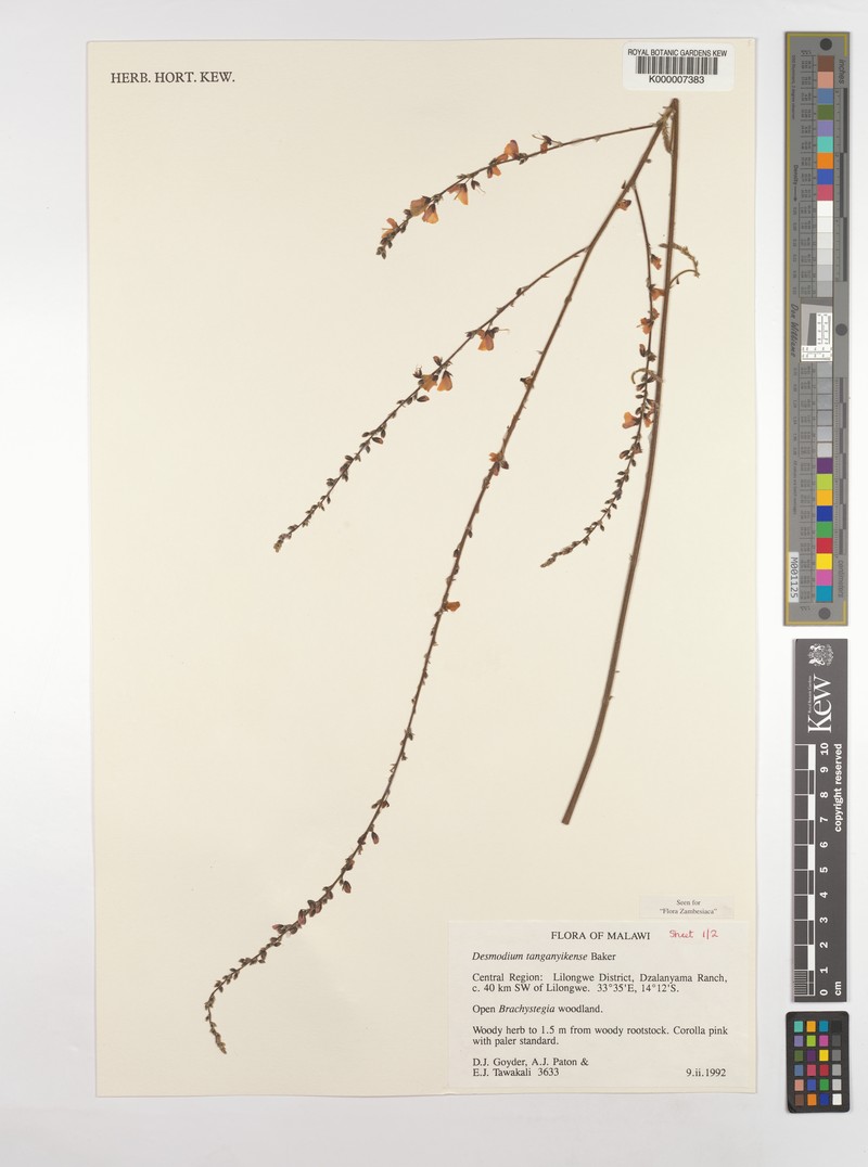 Pleurolobus tanganyikensis photo 4