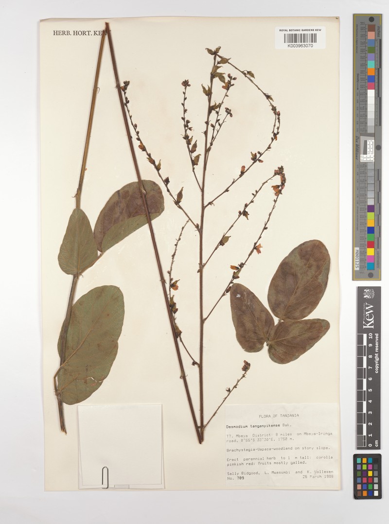 Pleurolobus tanganyikensis photo 5