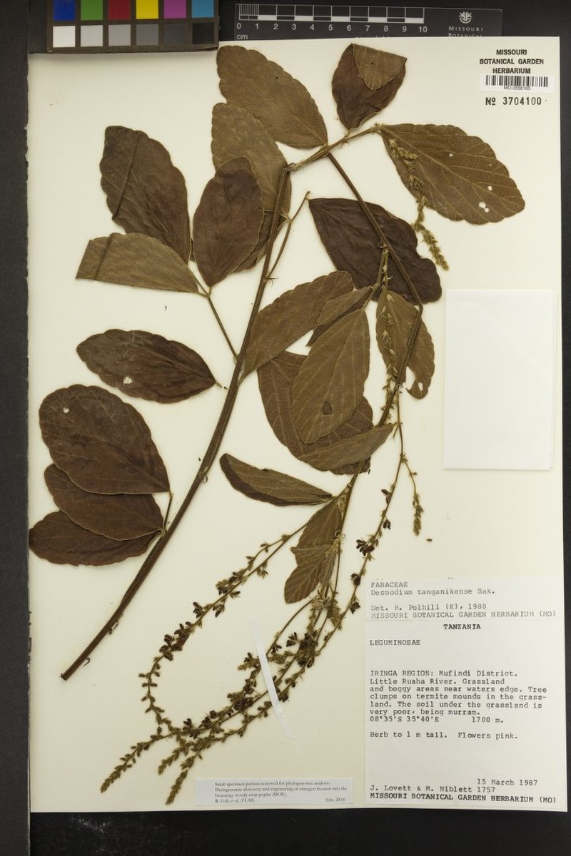 Pleurolobus tanganyikensis photo 6