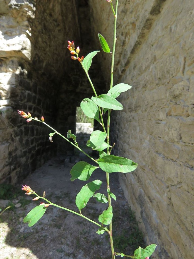 Pleuropetalum pleiogynum