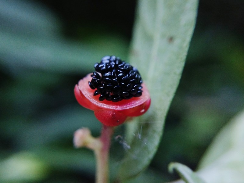 Pleuropetalum pleiogynum photo 2