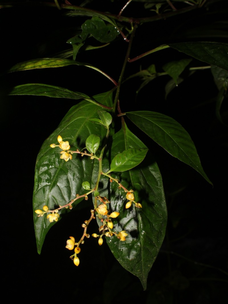 Pleuropetalum pleiogynum photo 3