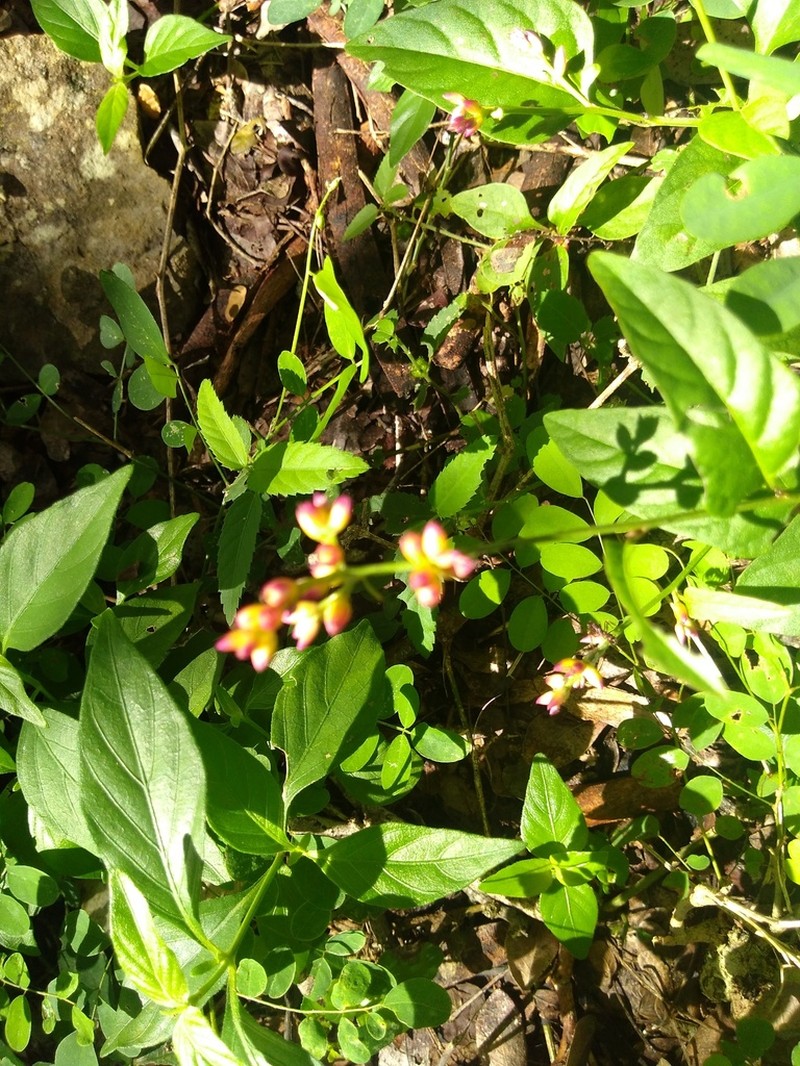 Pleuropetalum pleiogynum photo 4