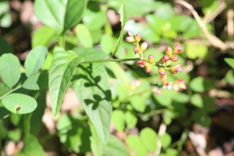 Pleuropetalum pleiogynum photo 5