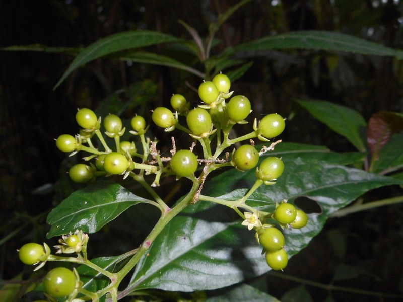Pleuropetalum pleiogynum photo 6