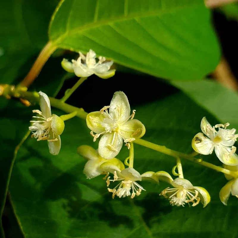 Pleuropetalum pleiogynum photo 8