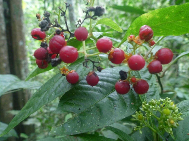Pleuropetalum sprucei