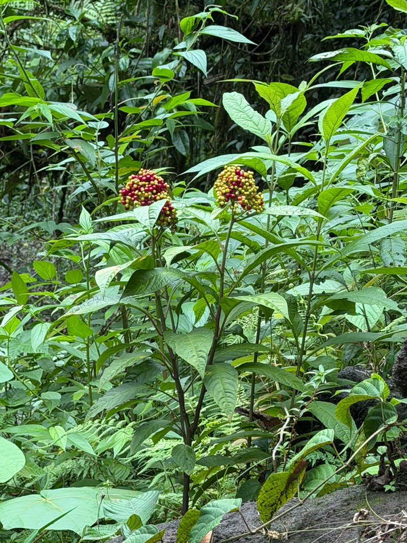 Pleuropetalum sprucei photo 2