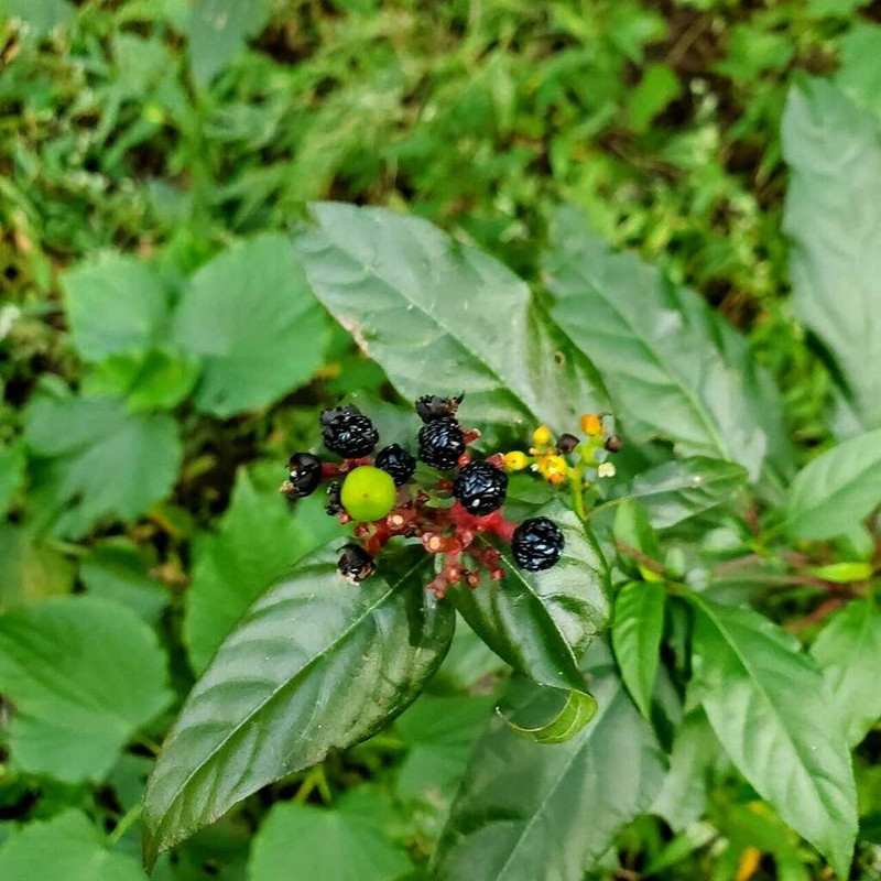 Pleuropetalum sprucei photo 3