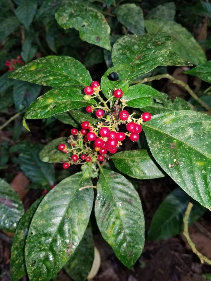 Pleuropetalum sprucei photo 4