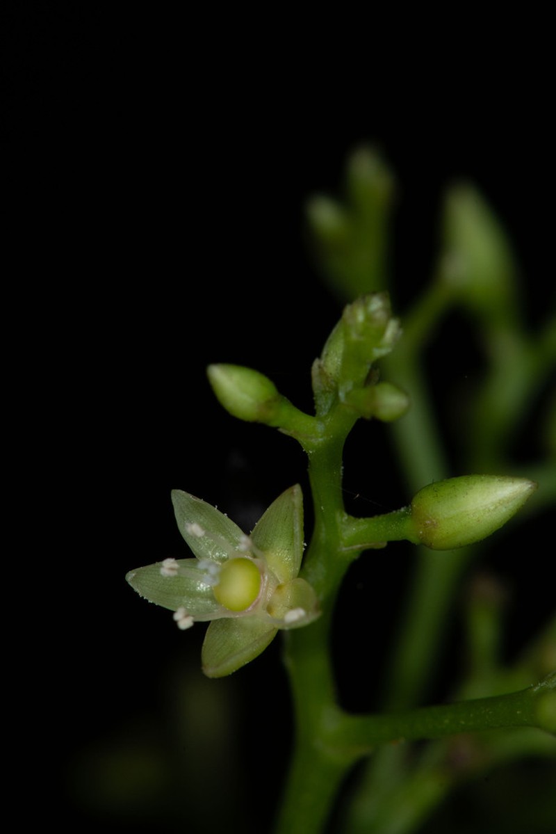 Pleuropetalum sprucei photo 5