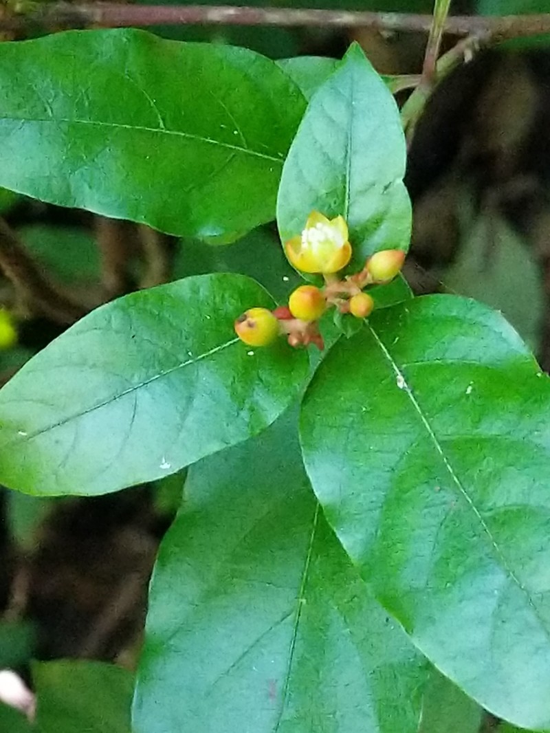 Pleuropetalum sprucei photo 6