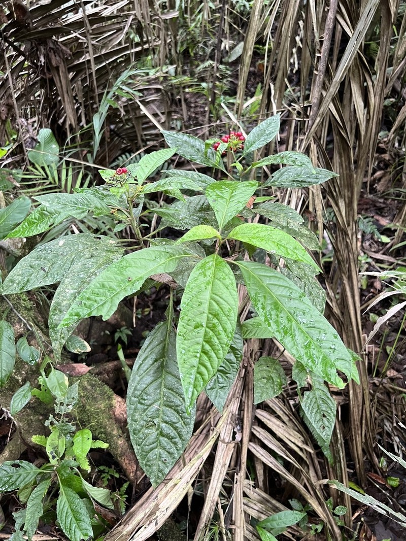 Pleuropetalum sprucei photo 7