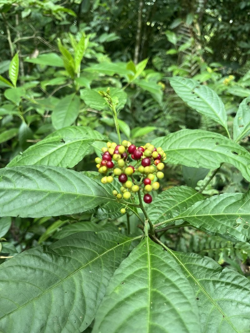Pleuropetalum sprucei photo 8
