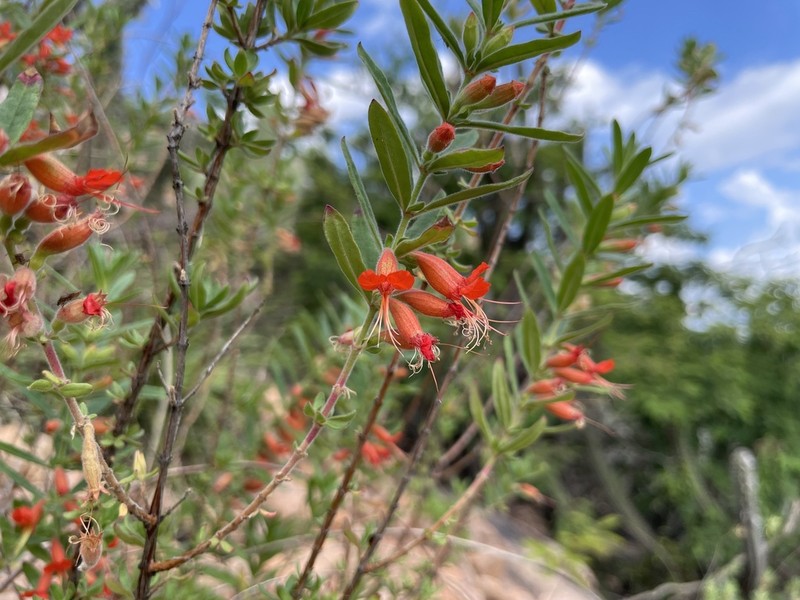 Pleurophora pulchra
