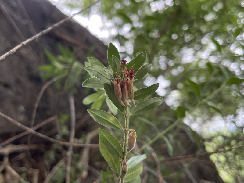 Pleurophora pulchra photo 2