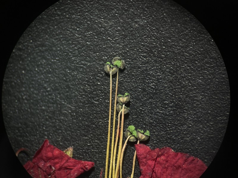 Pleurophora pulchra photo 5