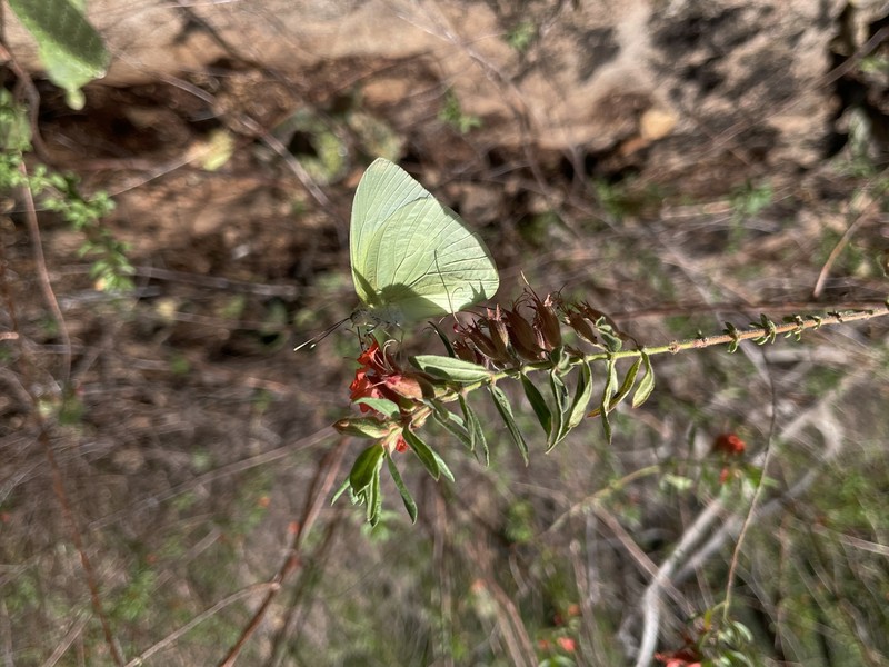 Pleurophora pulchra photo 6