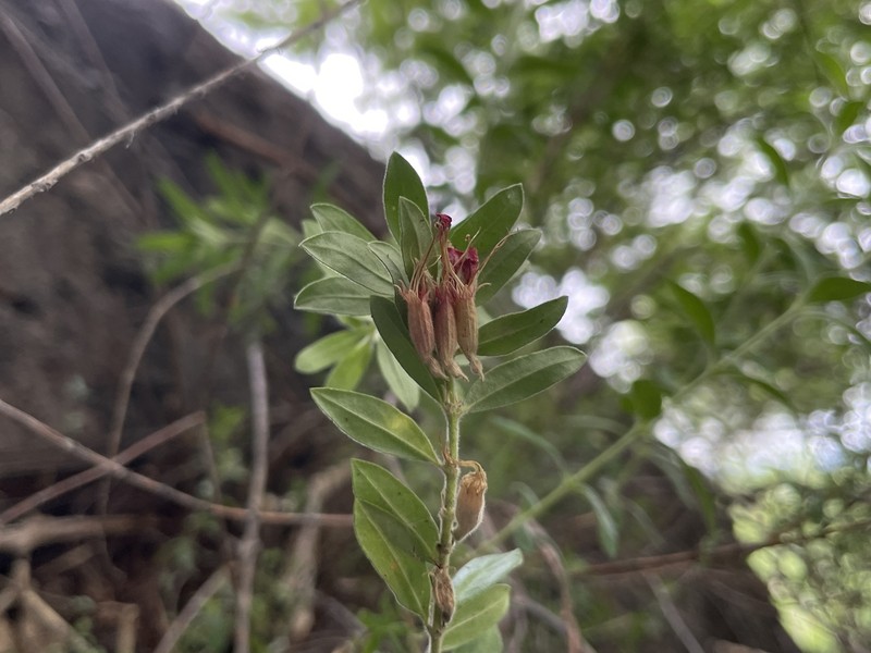 Pleurophora pulchra photo 7