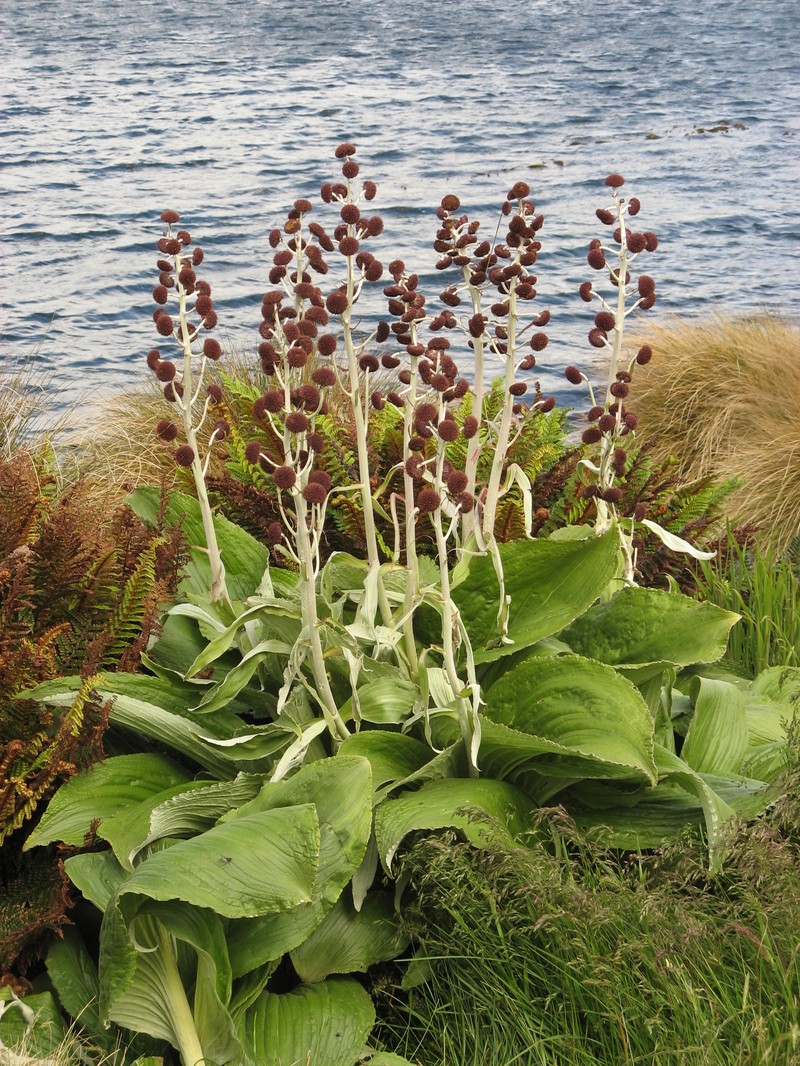 Pleurophyllum criniferum