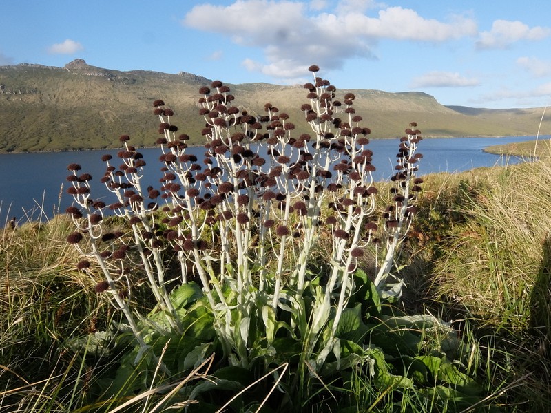 Pleurophyllum criniferum photo 2