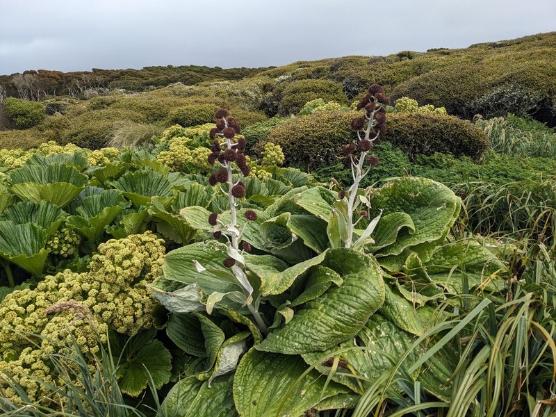 Pleurophyllum criniferum photo 3