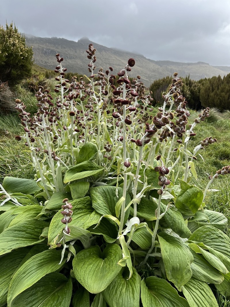 Pleurophyllum criniferum photo 5