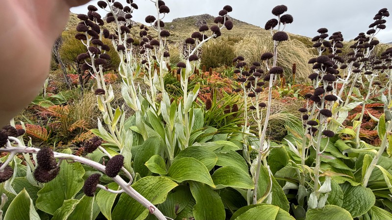 Pleurophyllum criniferum photo 6