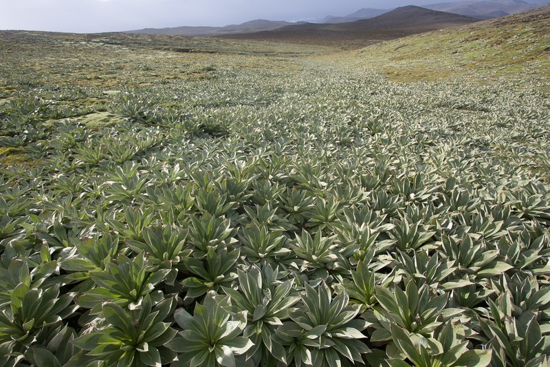 Pleurophyllum hookeri photo 2