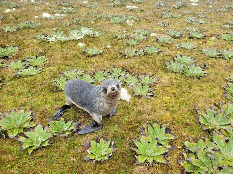 Pleurophyllum hookeri photo 3