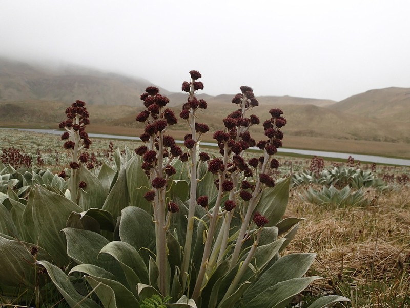 Pleurophyllum hookeri photo 4