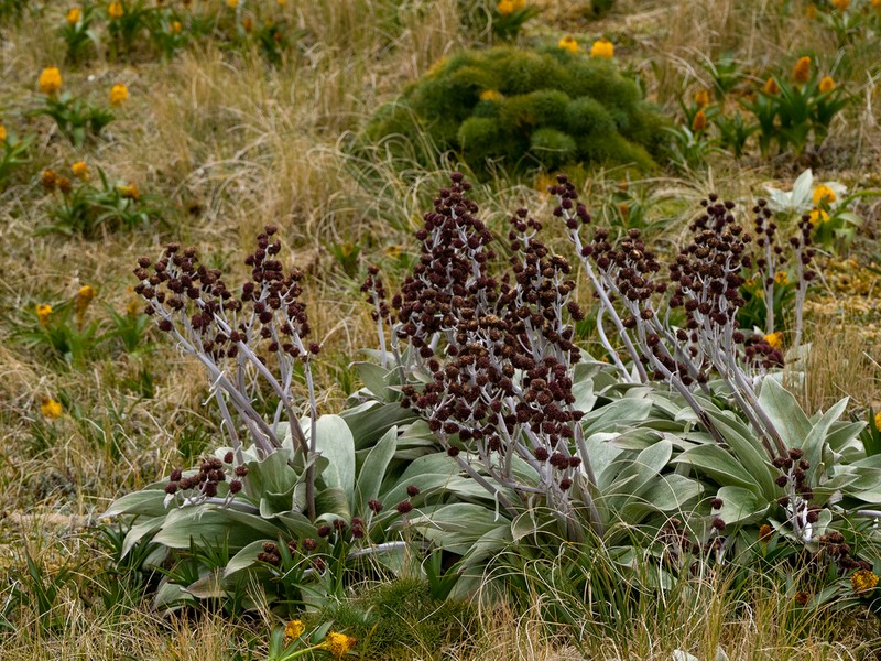 Pleurophyllum hookeri photo 5