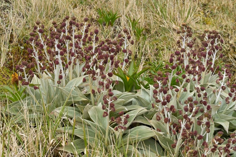 Pleurophyllum hookeri photo 6