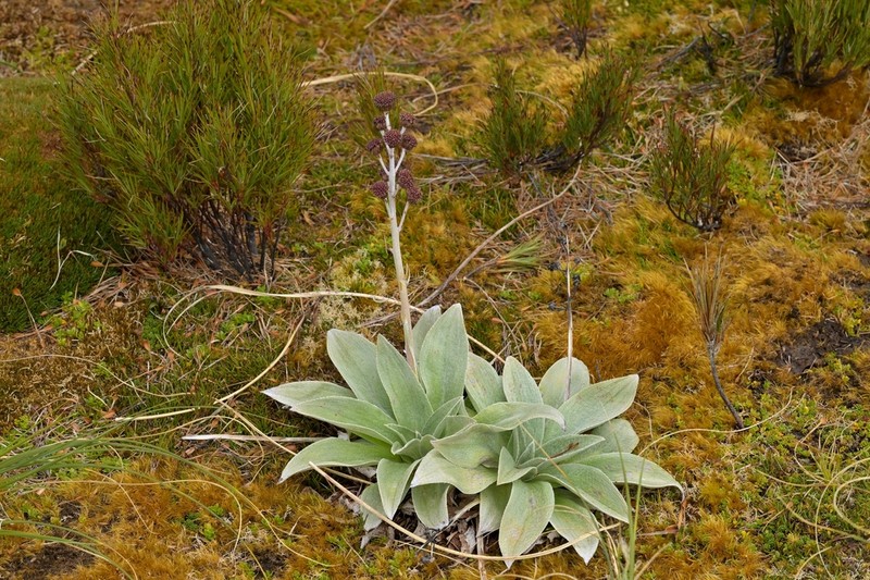 Pleurophyllum hookeri photo 7