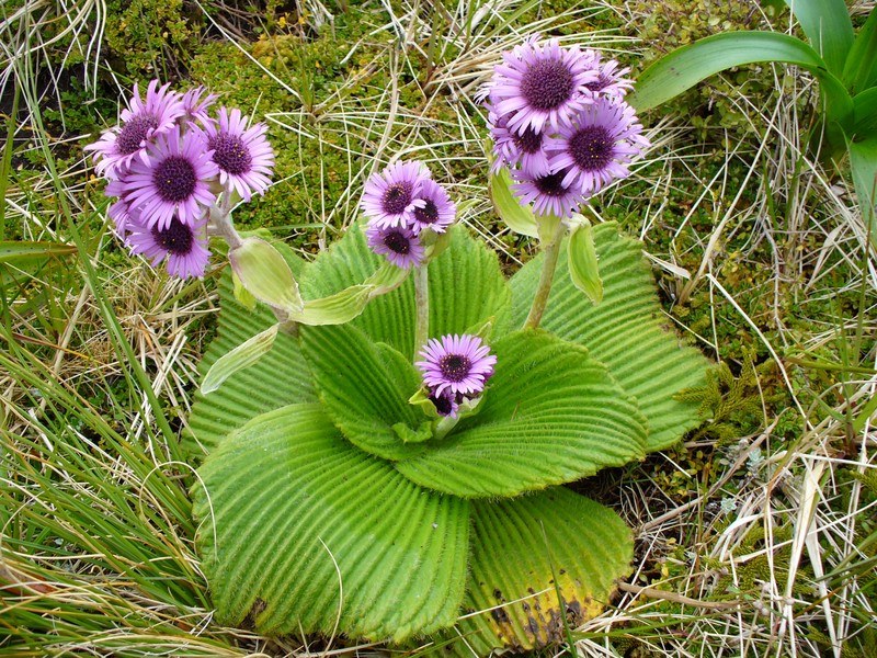Pleurophyllum speciosum