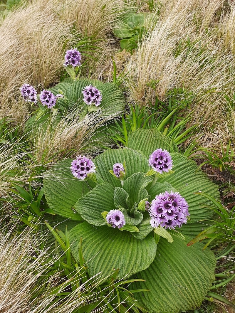 Pleurophyllum speciosum photo 2