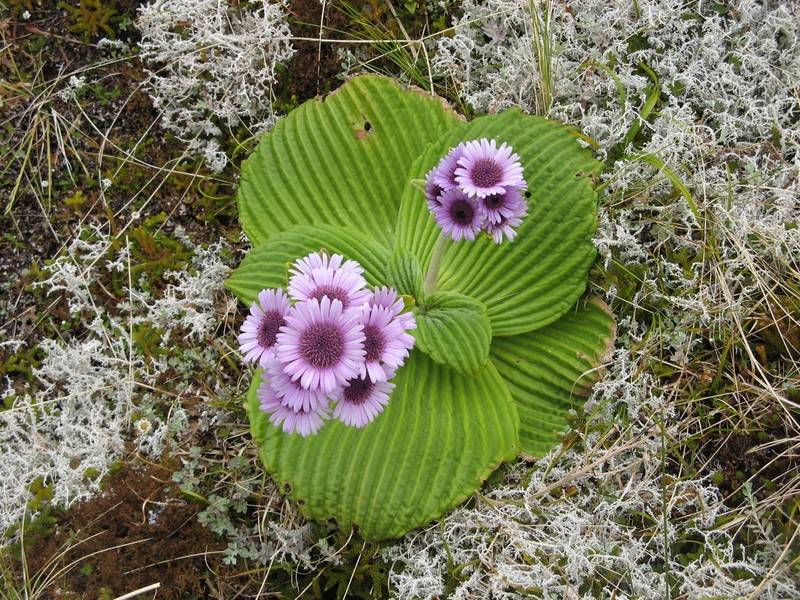 Pleurophyllum speciosum photo 3
