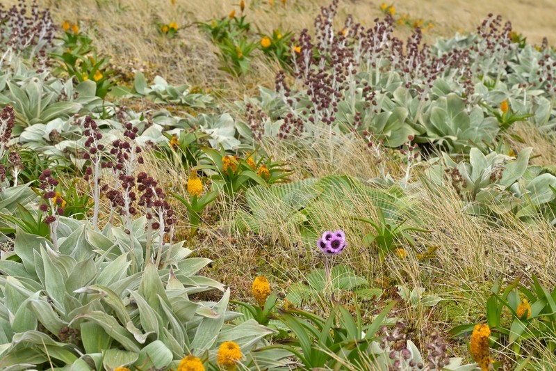 Pleurophyllum speciosum photo 5