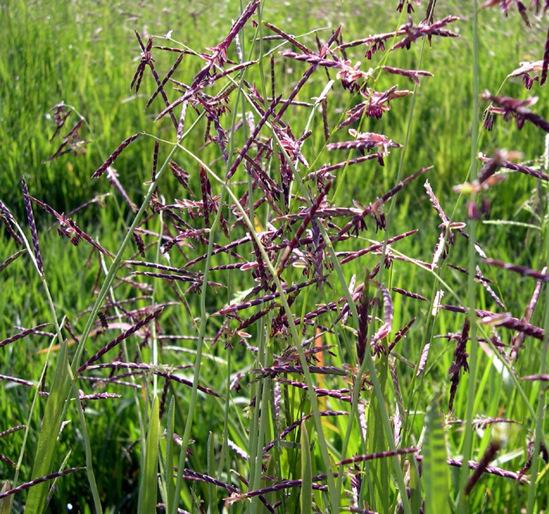 Annual Semaphoregrass