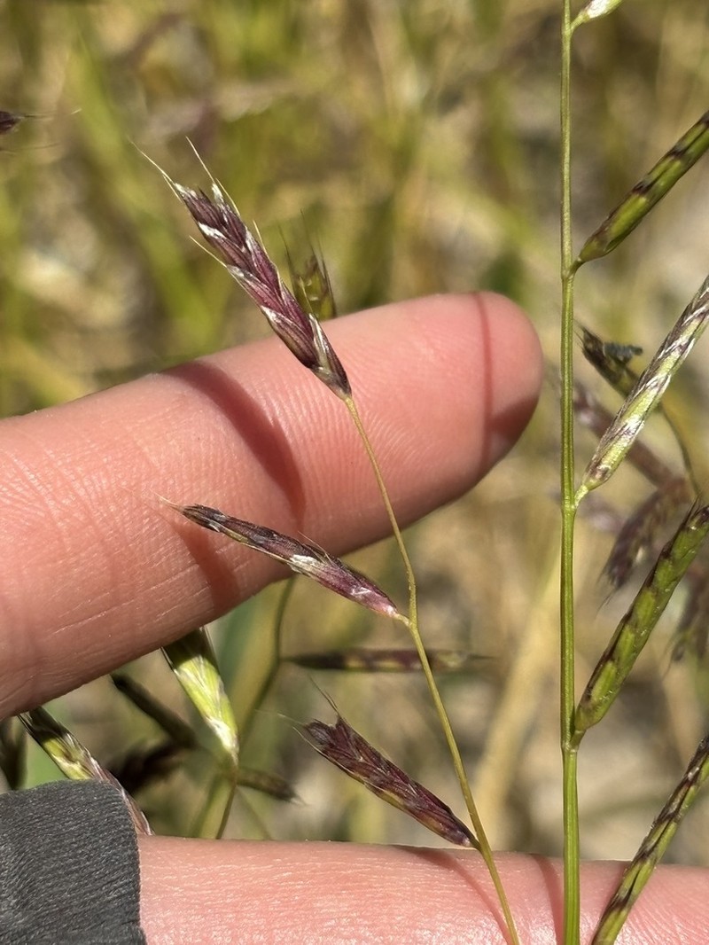 Annual Semaphoregrass photo 2