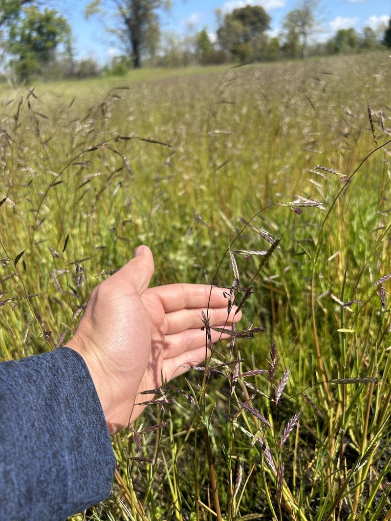 Annual Semaphoregrass photo 3