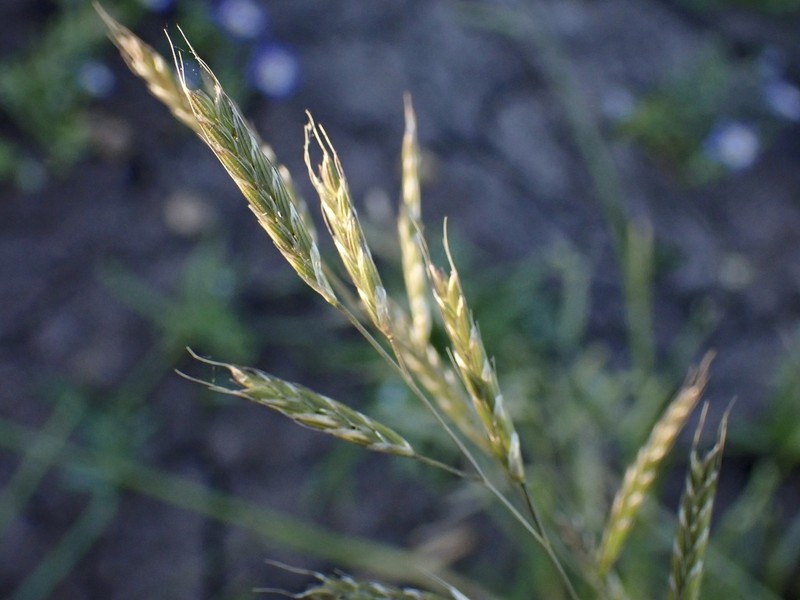 Annual Semaphoregrass photo 4