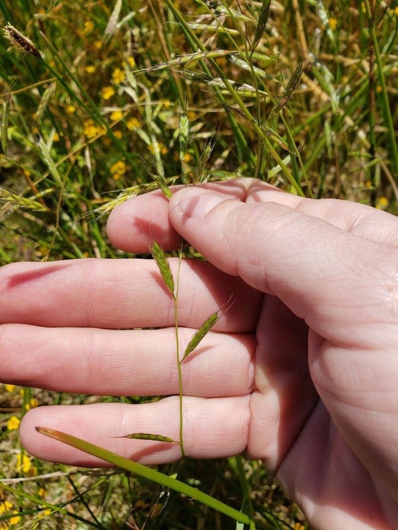 Annual Semaphoregrass photo 6