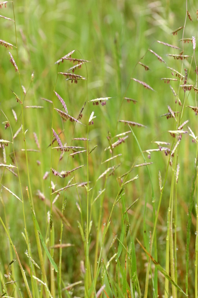 Annual Semaphoregrass photo 7